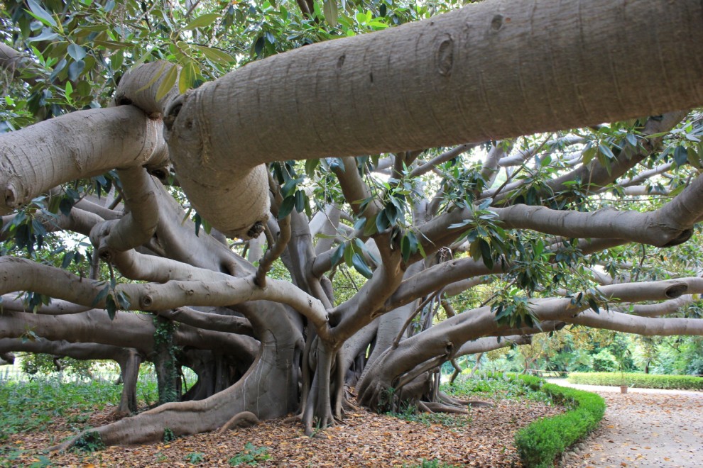 La giornata nazionale dell'albero
