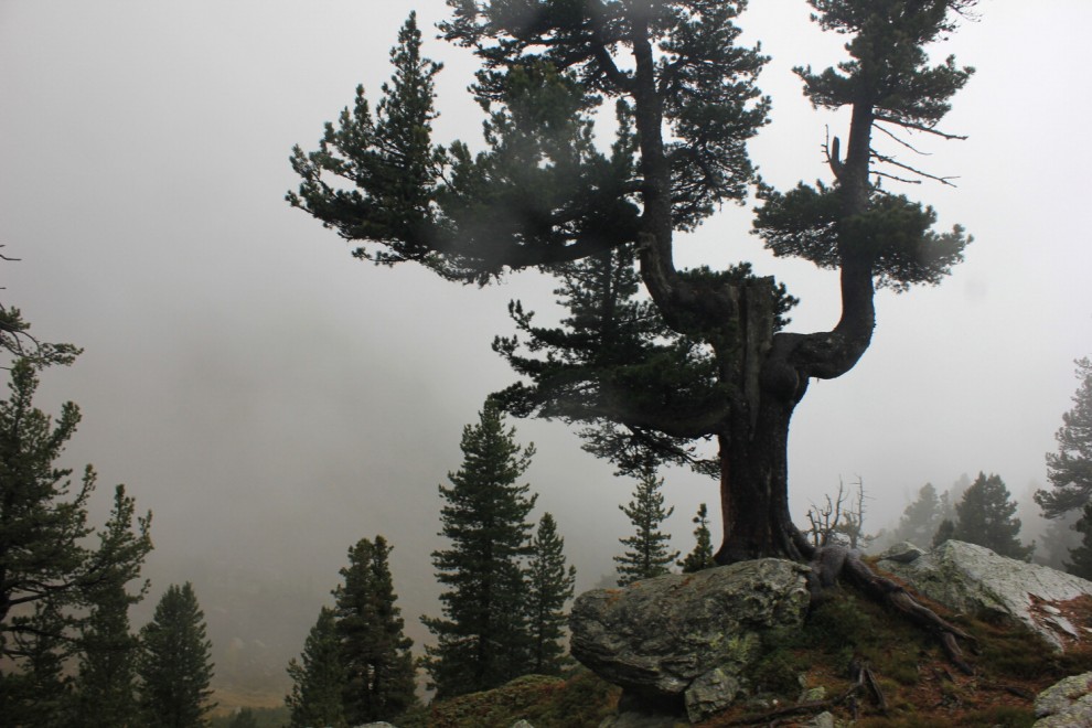 La giornata nazionale dell'albero