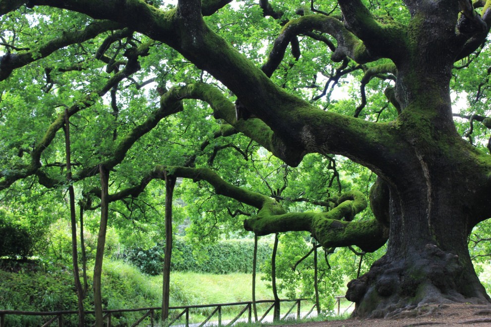 La giornata nazionale dell'albero