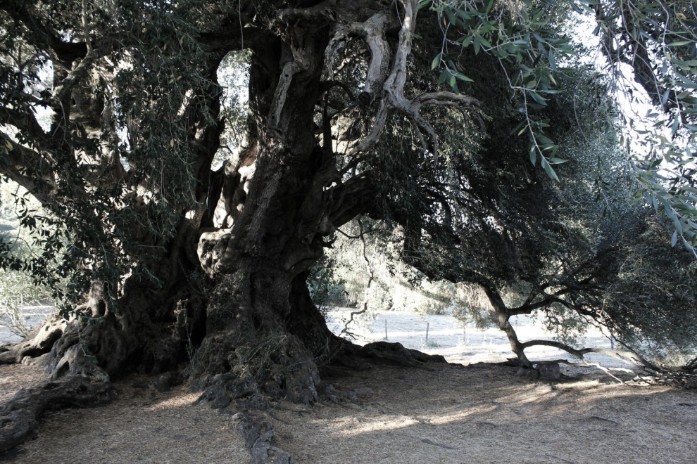 La giornata nazionale dell'albero