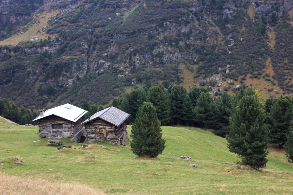 La giornata nazionale dell'albero