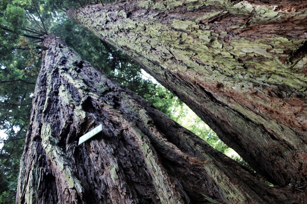 La giornata nazionale dell'albero