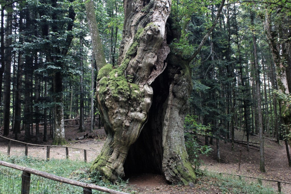 La giornata nazionale dell'albero