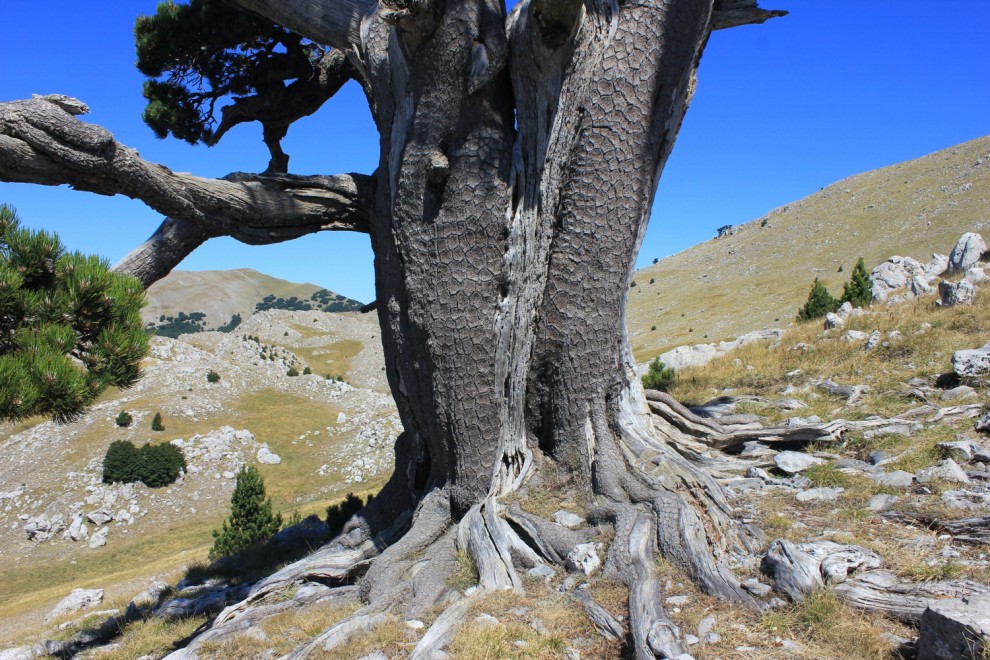 La giornata nazionale dell'albero