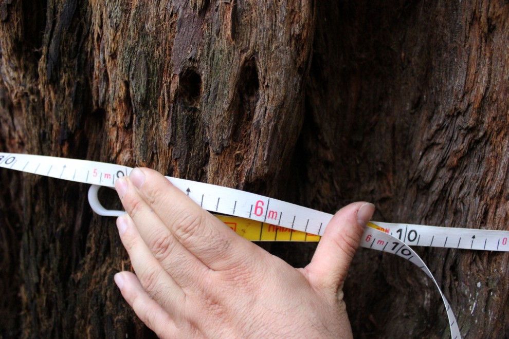 La giornata nazionale dell'albero