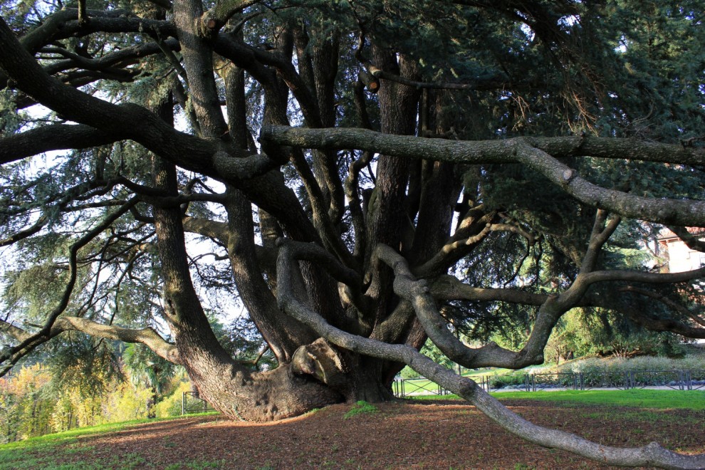 La giornata nazionale dell'albero