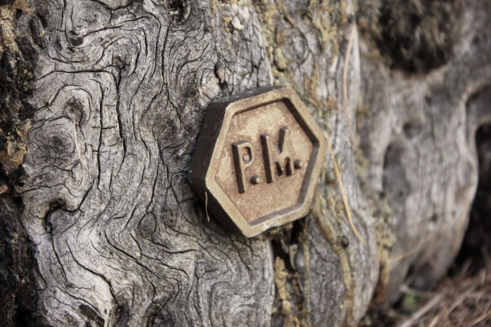 La giornata nazionale dell'albero