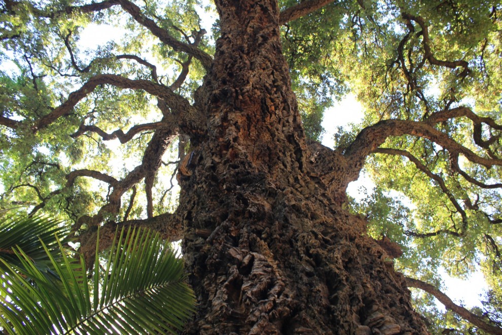 La giornata nazionale dell'albero