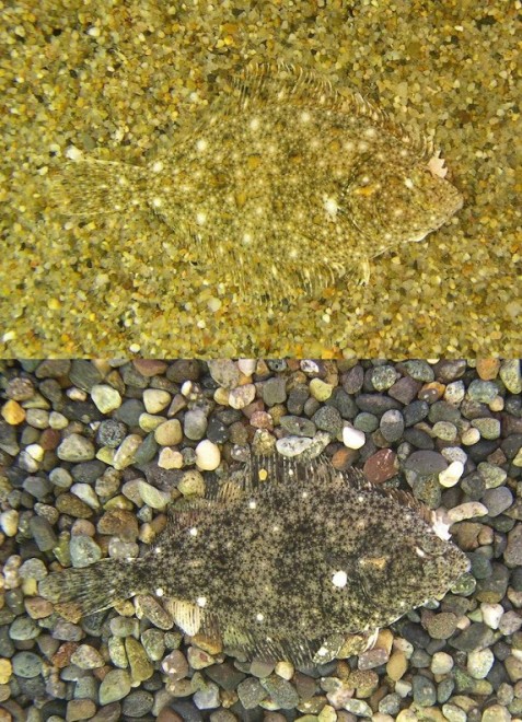 Aguzzate la vista: il camouflage animale &egrave; perfetto