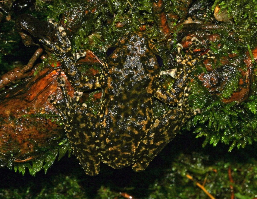 Aguzzate la vista: il camouflage animale &egrave; perfetto