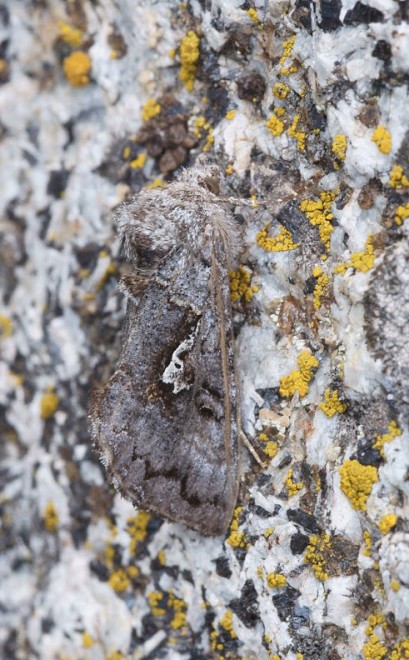 Aguzzate la vista: il camouflage animale &egrave; perfetto