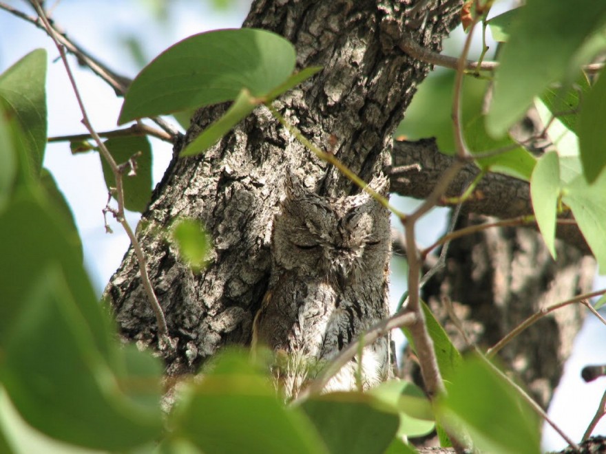 Aguzzate la vista: il camouflage animale &egrave; perfetto