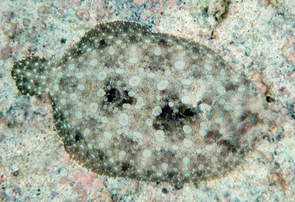Aguzzate la vista: il camouflage animale &egrave; perfetto