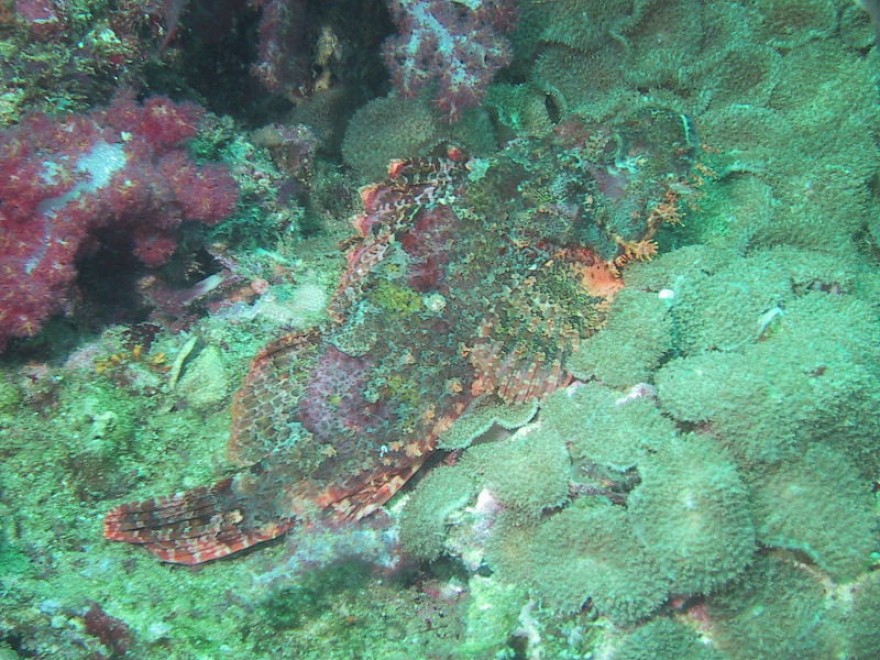Aguzzate la vista: il camouflage animale &egrave; perfetto