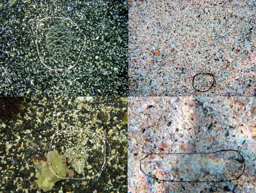 Aguzzate la vista: il camouflage animale &egrave; perfetto