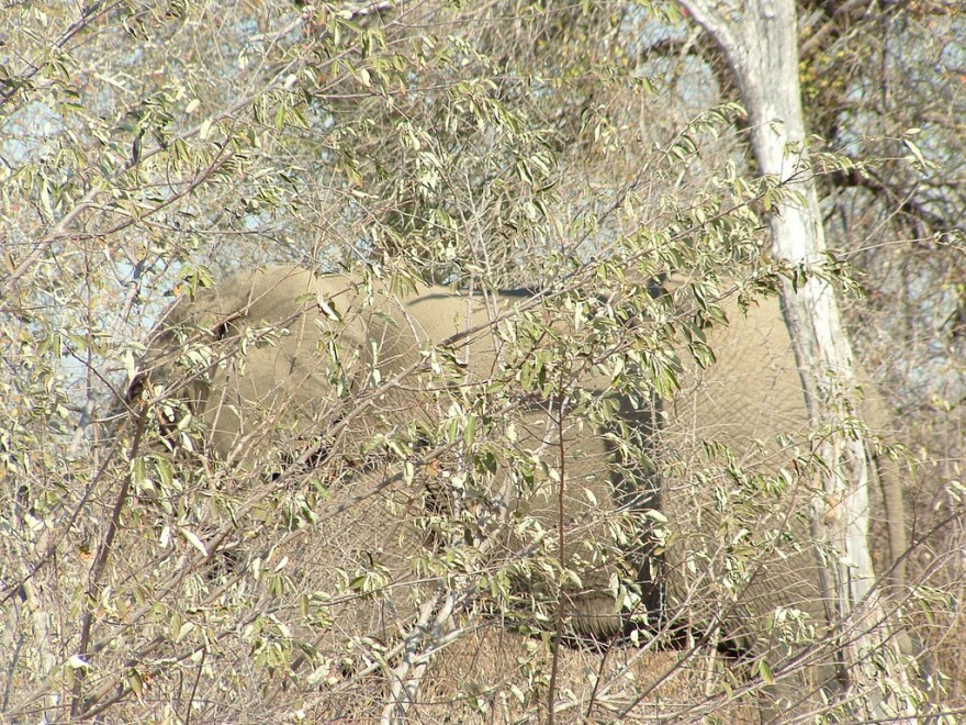 Aguzzate la vista: il camouflage animale &egrave; perfetto