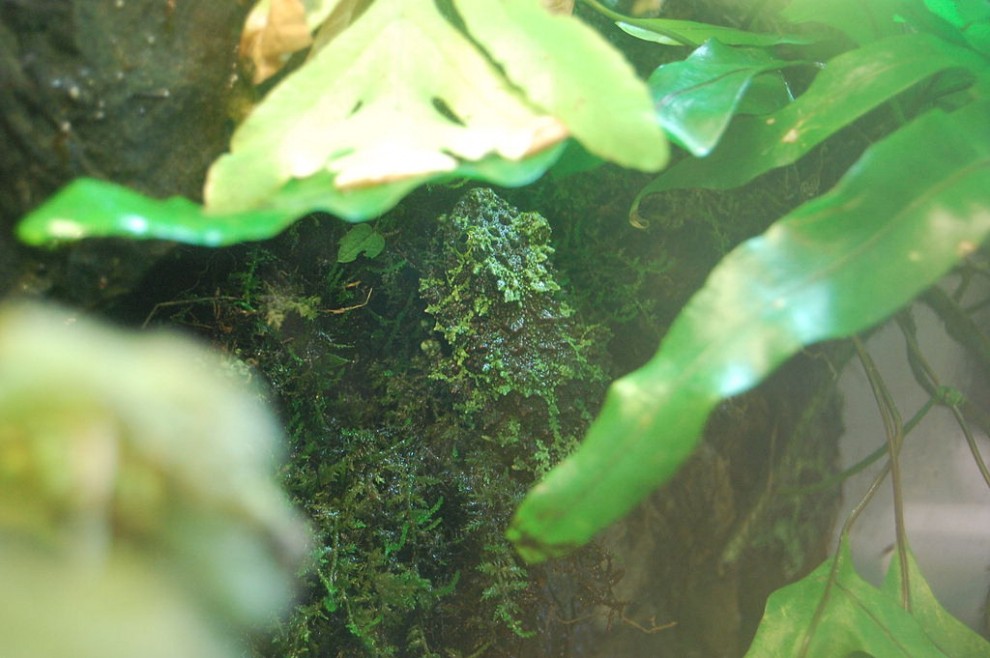 Aguzzate la vista: il camouflage animale &egrave; perfetto