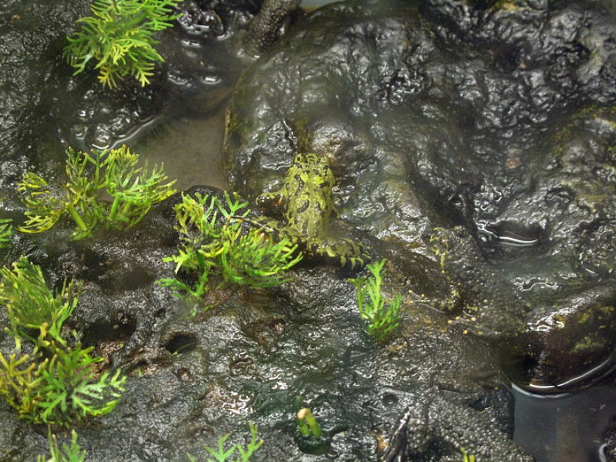 Aguzzate la vista: il camouflage animale &egrave; perfetto