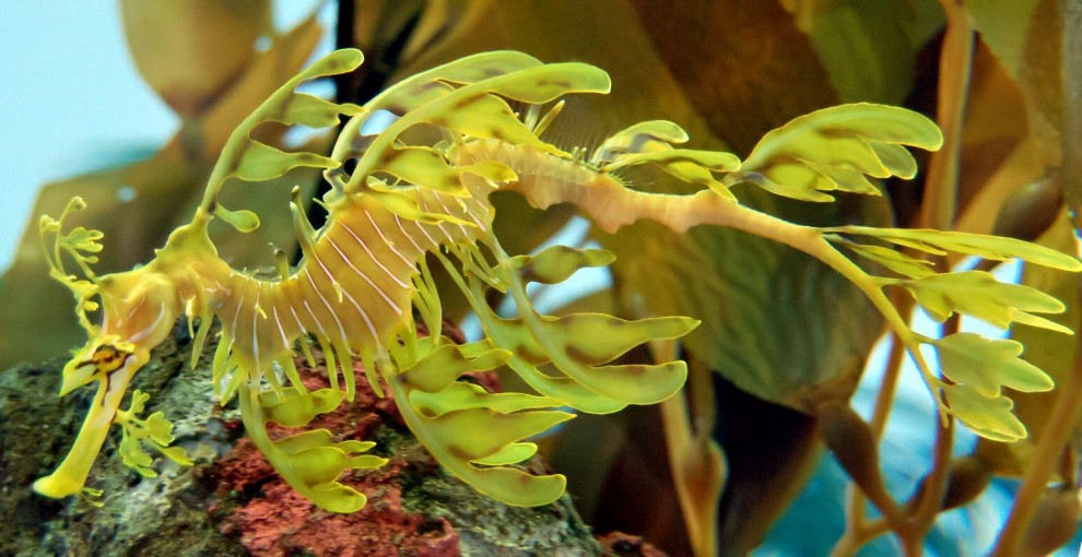 Aguzzate la vista: il camouflage animale &egrave; perfetto