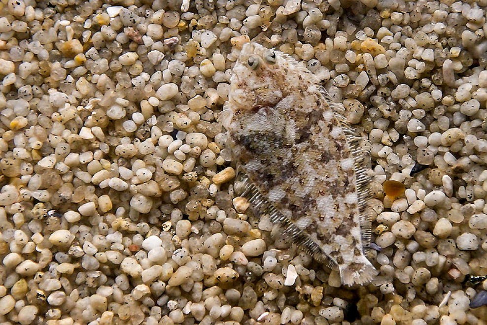 Aguzzate la vista: il camouflage animale &egrave; perfetto