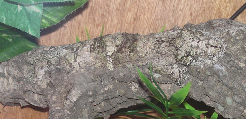 Aguzzate la vista: il camouflage animale &egrave; perfetto
