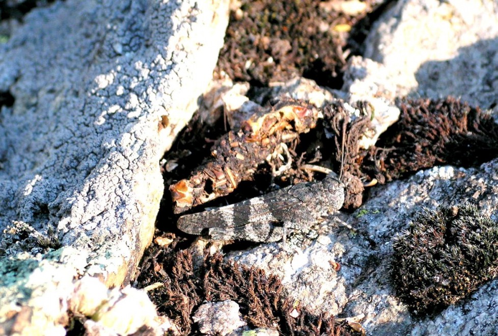 Aguzzate la vista: il camouflage animale &egrave; perfetto