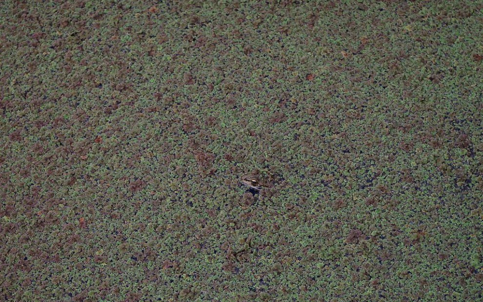 Aguzzate la vista: il camouflage animale &egrave; perfetto