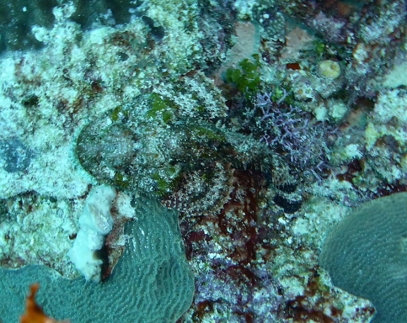 Aguzzate la vista: il camouflage animale &egrave; perfetto