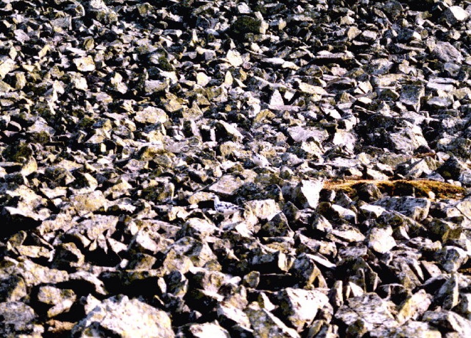 Aguzzate la vista: il camouflage animale &egrave; perfetto