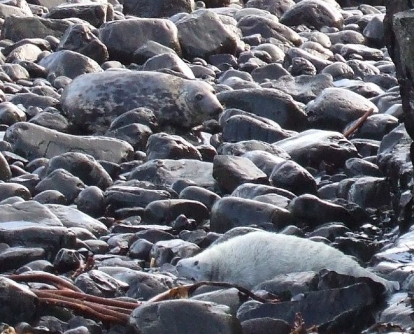Aguzzate la vista: il camouflage animale &egrave; perfetto
