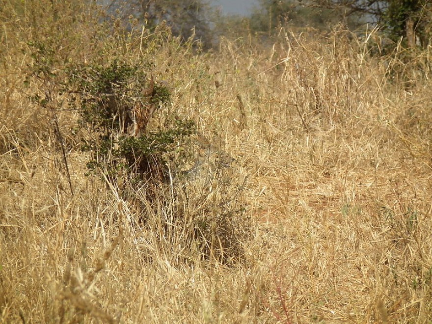 Aguzzate la vista: il camouflage animale &egrave; perfetto