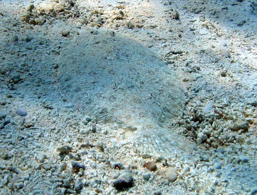 Aguzzate la vista: il camouflage animale &egrave; perfetto