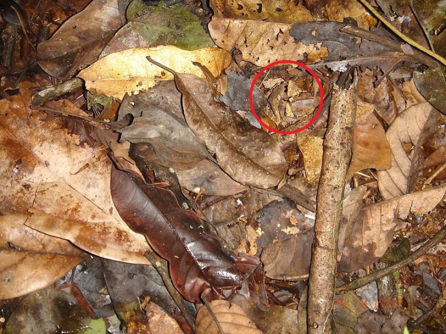 Aguzzate la vista: il camouflage animale &egrave; perfetto