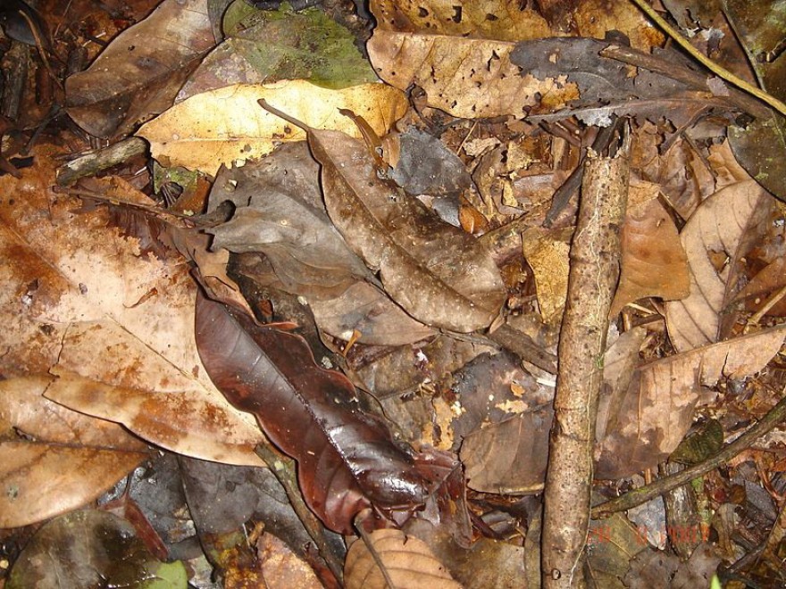 Aguzzate la vista: il camouflage animale &egrave; perfetto