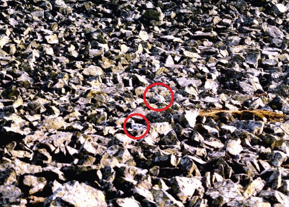 Aguzzate la vista: il camouflage animale &egrave; perfetto