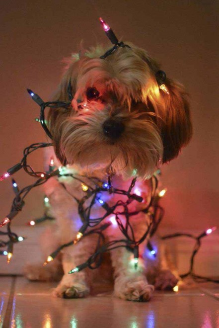 Un Natale da cani: disastri sotto l'albero