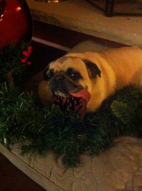 Un Natale da cani: disastri sotto l'albero