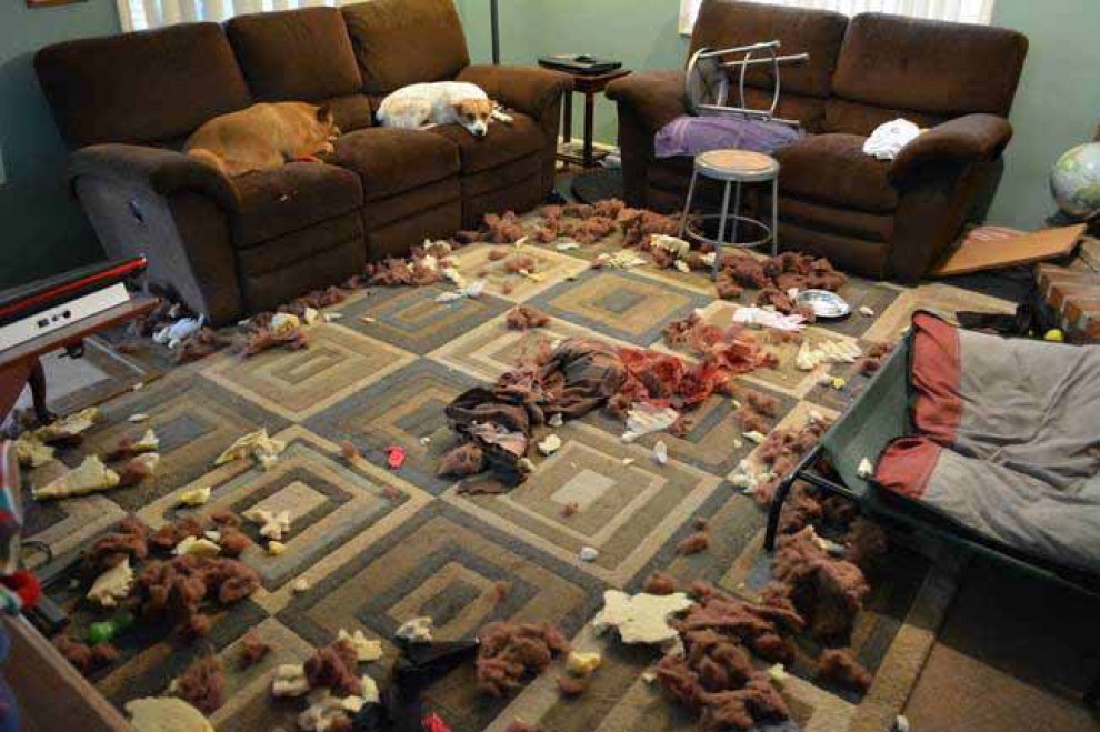 Un Natale da cani: disastri sotto l'albero