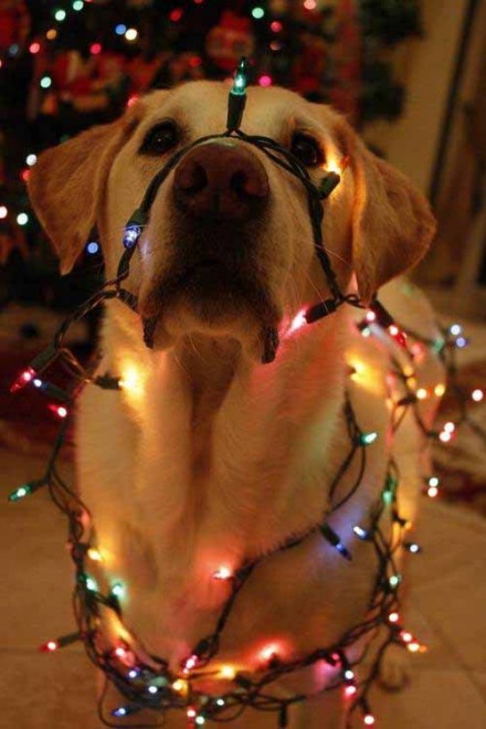 Un Natale da cani: disastri sotto l'albero