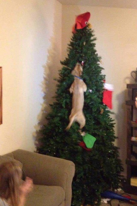 Un Natale da cani: disastri sotto l'albero