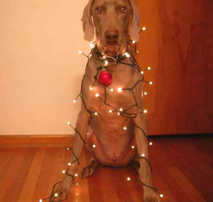 Un Natale da cani: disastri sotto l'albero