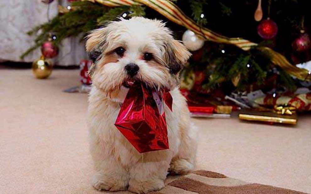Un Natale da cani: disastri sotto l'albero