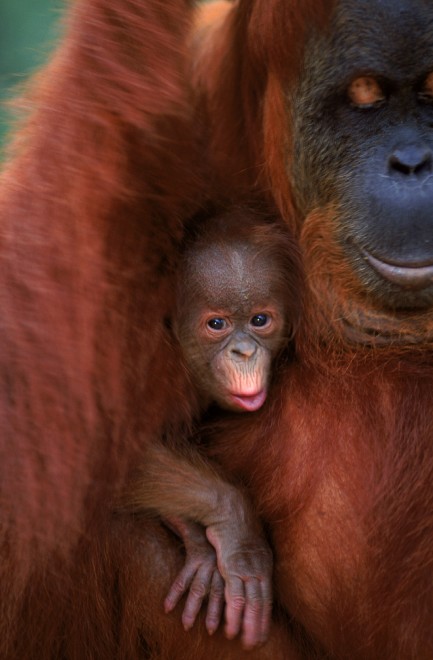 Wwf, tanti cuccioli senza mamma. Ma a Natale se ne pu&ograve; "adottare" uno