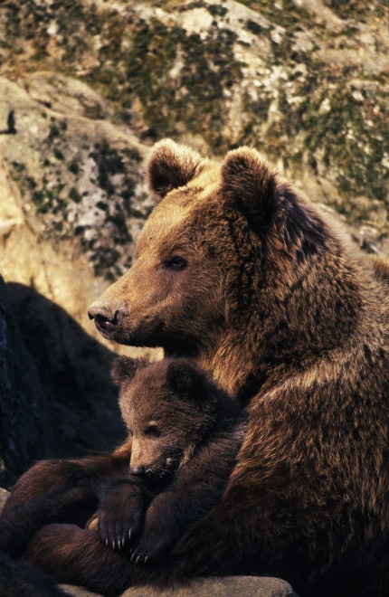 Wwf, tanti cuccioli senza mamma. Ma a Natale se ne pu&ograve; "adottare" uno
