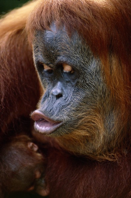Wwf, tanti cuccioli senza mamma. Ma a Natale se ne pu&ograve; "adottare" uno