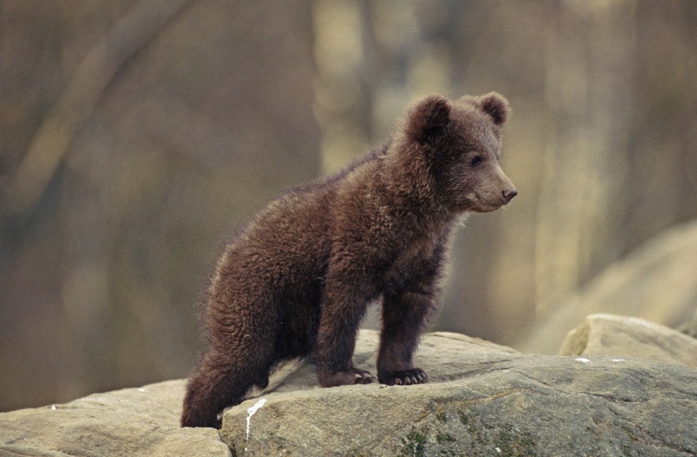 Wwf, tanti cuccioli senza mamma. Ma a Natale se ne pu&ograve; "adottare" uno