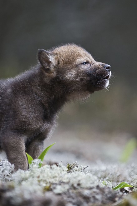 Wwf, tanti cuccioli senza mamma. Ma a Natale se ne pu&ograve; "adottare" uno