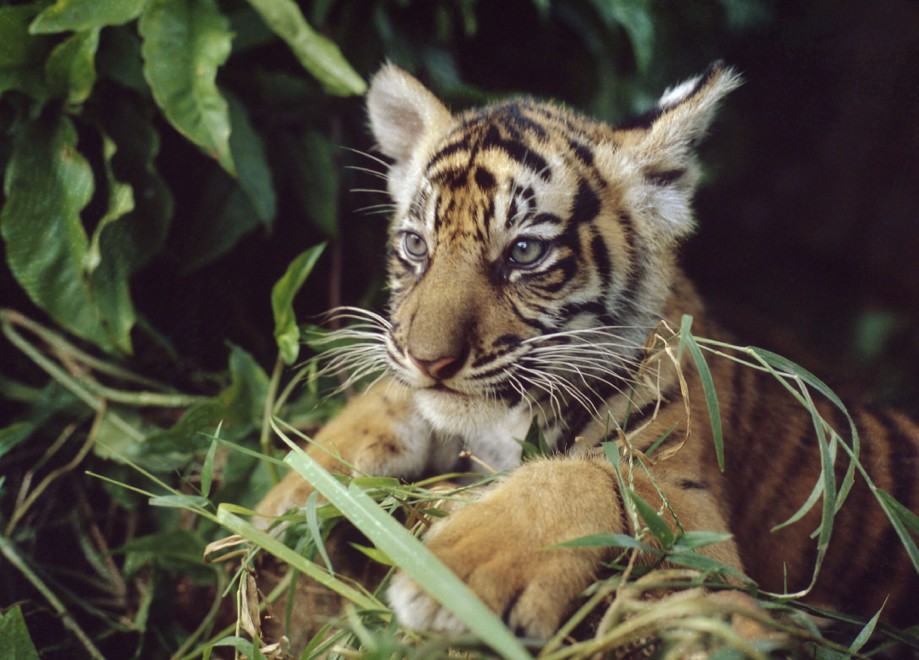 Wwf, tanti cuccioli senza mamma. Ma a Natale se ne pu&ograve; "adottare" uno
