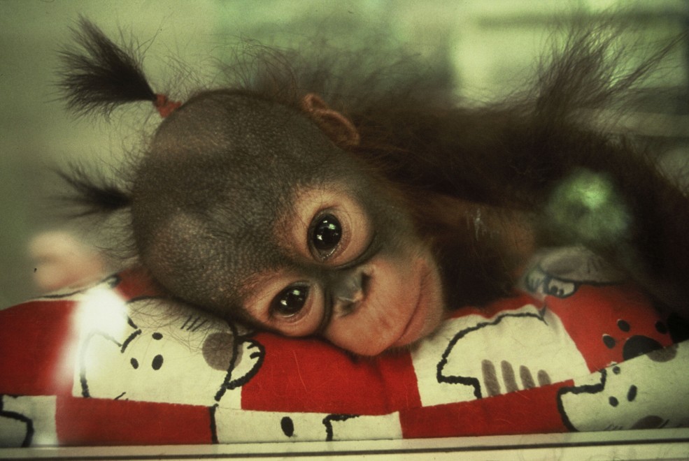 Wwf, tanti cuccioli senza mamma. Ma a Natale se ne pu&ograve; "adottare" uno