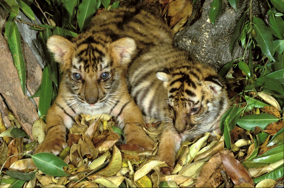 Wwf, tanti cuccioli senza mamma. Ma a Natale se ne pu&ograve; "adottare" uno